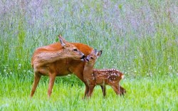 Sauvons Bambi : protégeons les faons avant la fauche Gratuit 04 378 50 11